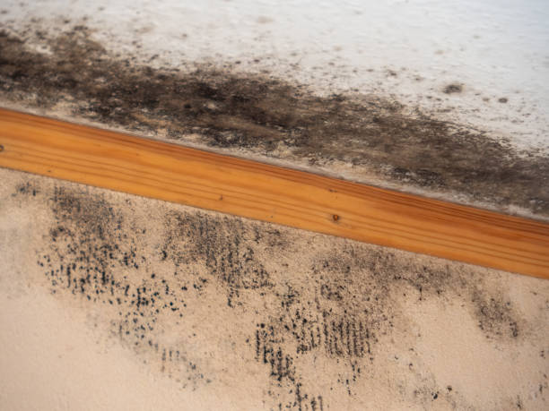 Best Residential Mold Inspection & Testing  in Oak Grove, OR